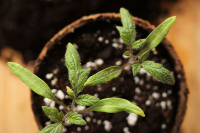 Close-up of potted plant