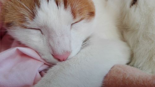 Close-up of hand sleeping cat