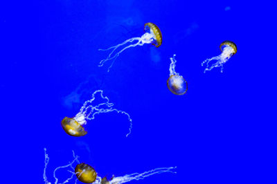 Jellyfish swimming in aquarium