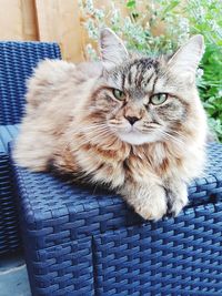 Close-up portrait of cat sitting