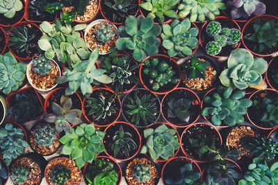 Full frame shot of succulent plants