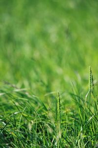 Close-up of grassy field