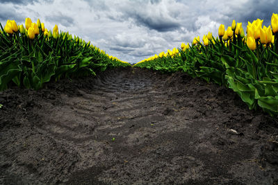 Close-up of plants against sky