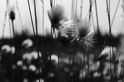 Close-up of dandelion against blurred background
