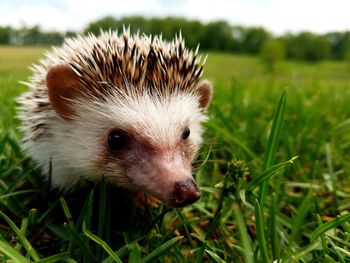 Close-up of hedgehog on grassy field