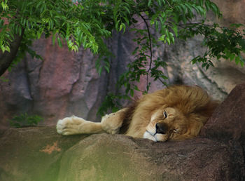 Male lion sleeping in zoo habitat 