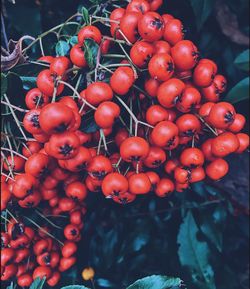 Close-up of rowanberry growing on tree