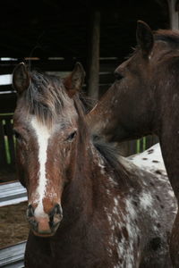 Close-up of horse in stable