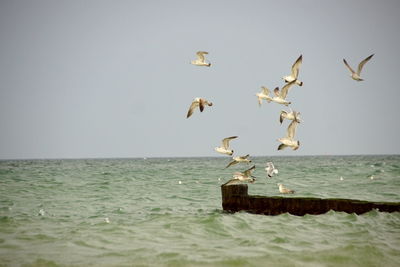 Seagulls flying over sea against sky