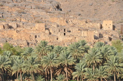 High angle view of palm trees and plants