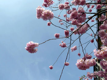 Low angle view of pink flowers on branch