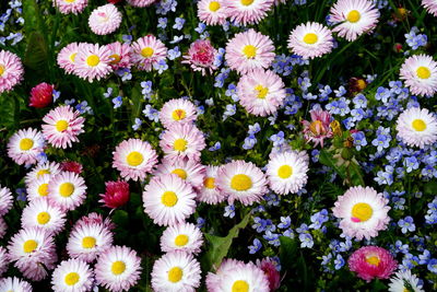 High angle view of daisy flowers