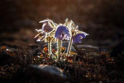 Close-up of dry flower on field