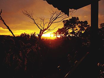 Silhouette of trees at sunset