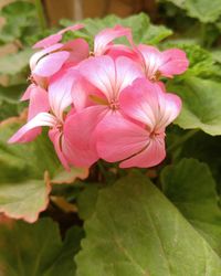Close-up of pink flowers