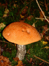 Mushrooms growing in forest