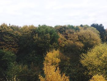 Close-up of tree against sky