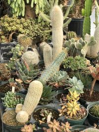 Close-up of potted cactus plants