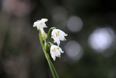 Close-up of white flowering plant