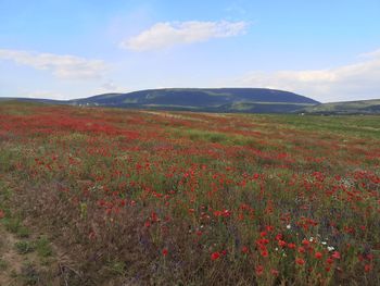 Scenic view of flowering plants on land against sky