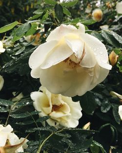 Close-up of white flowers