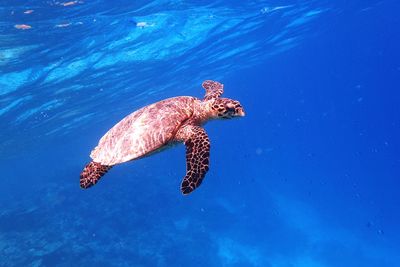 Turtle swimming in sea