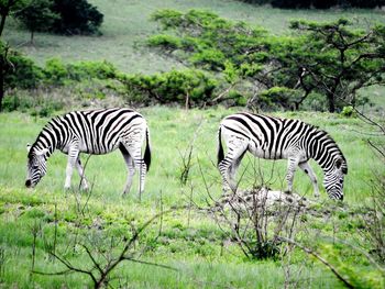 Zebra and zebras