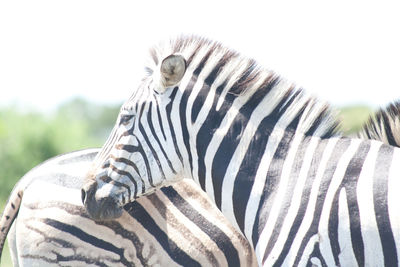 Close-up of zebra