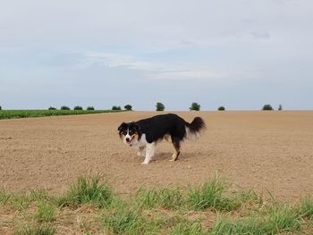 View of dogs on field against sky