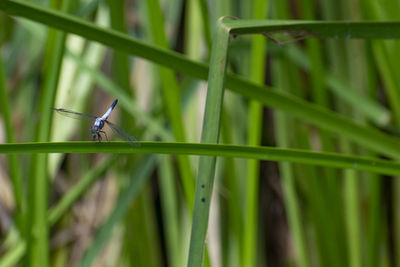 Close-up of an insect on green grass