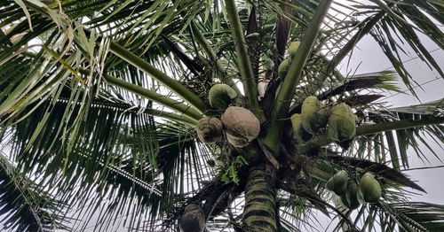 Low angle view of coconut palm tree against sky