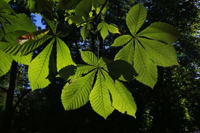 Low angle view of plants