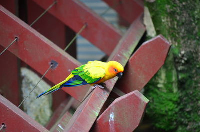 Close-up of parrot perching on red leaf