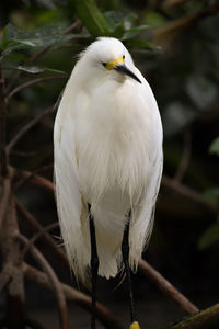 Close-up of white bird perching on branch