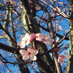 Close-up of pink flowers on branch