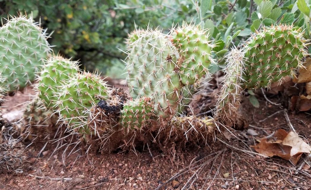 CLOSE-UP OF PRICKLY PEAR CACTUS