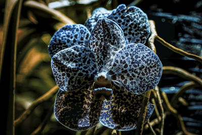Close-up of blue orchid