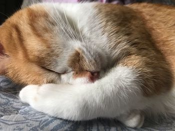 Close-up of cat sleeping