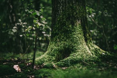 Moss growing on tree trunk