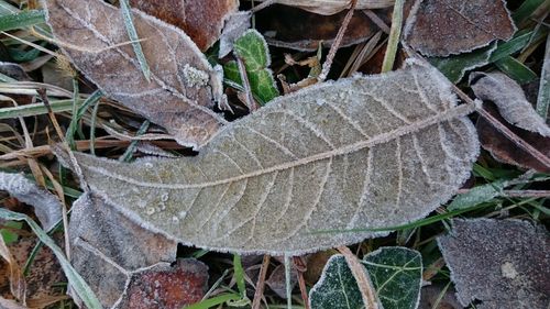 Close-up of dry autumn leaves