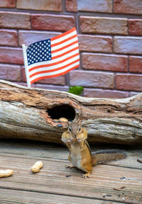 flag
