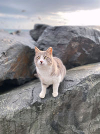 Portrait of a cat on rock