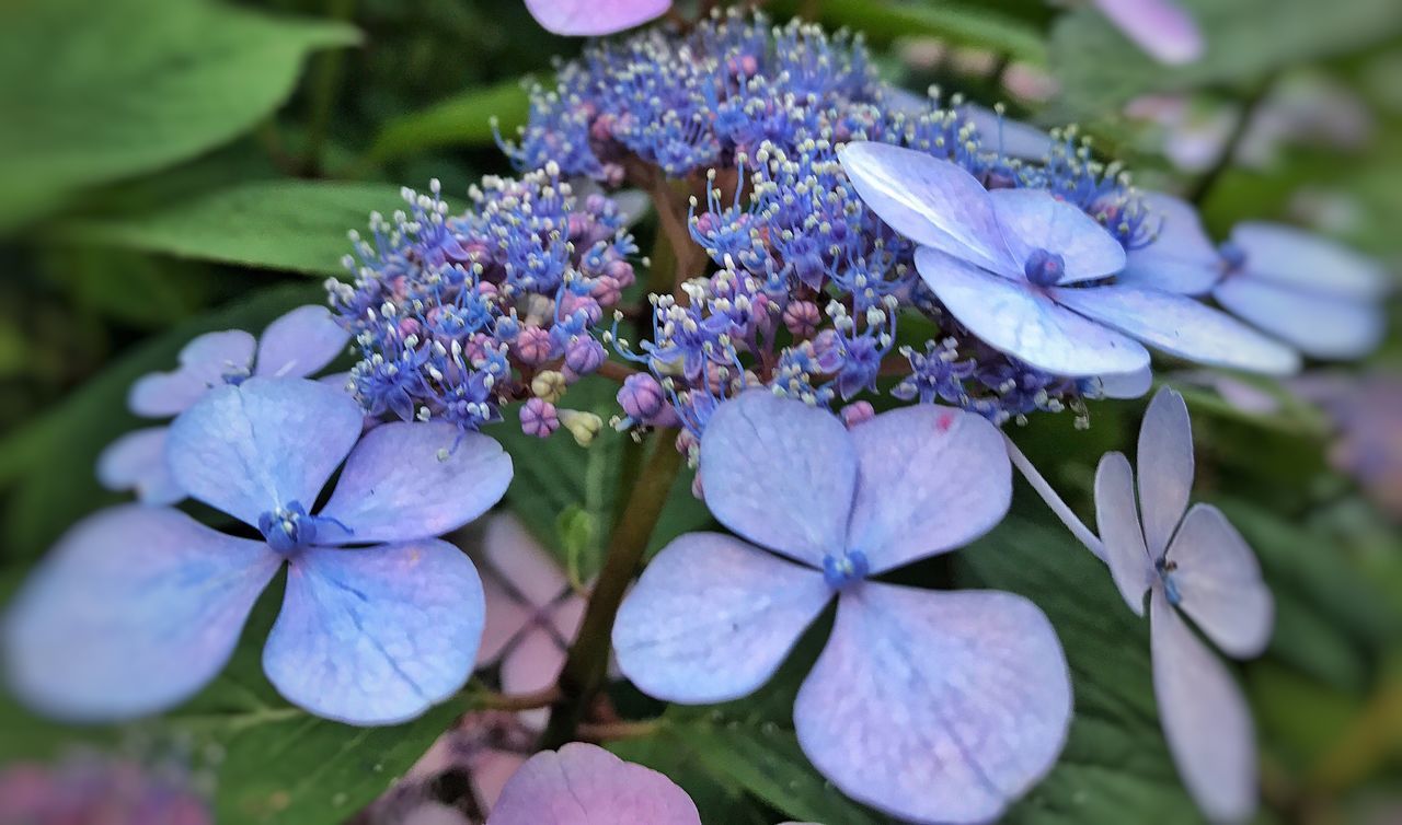 flower, beauty in nature, fragility, petal, growth, purple, nature, freshness, flower head, plant, outdoors, close-up, day, blooming, no people, hydrangea, periwinkle