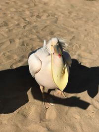 Bird on sand at beach