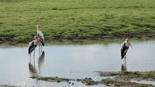 View of birds on land