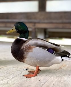 Close-up of a duck