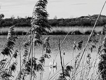 Close-up of crops on field against sky