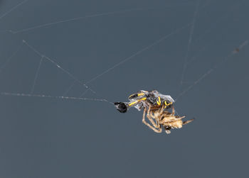 Close-up of spider on web
