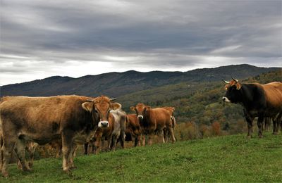 Cows on a field