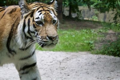 Close-up of tiger